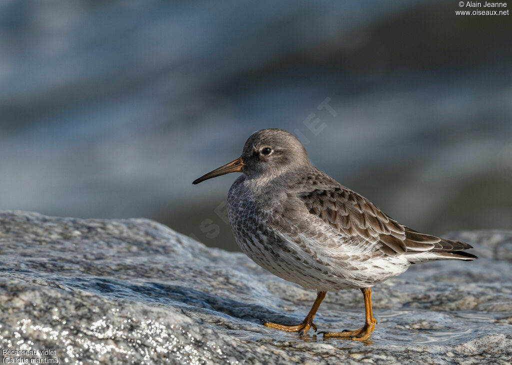 Purple Sandpiper, close-up portrait