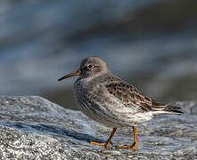 Purple Sandpiper