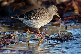 Purple Sandpiper