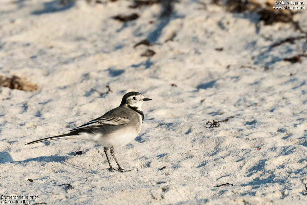 White Wagtail, identification, walking