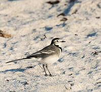 White Wagtail