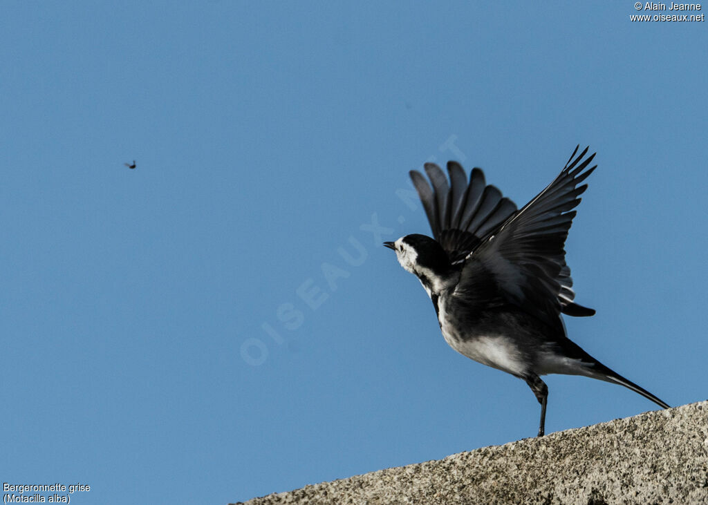 White Wagtail, fishing/hunting