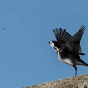 White Wagtail