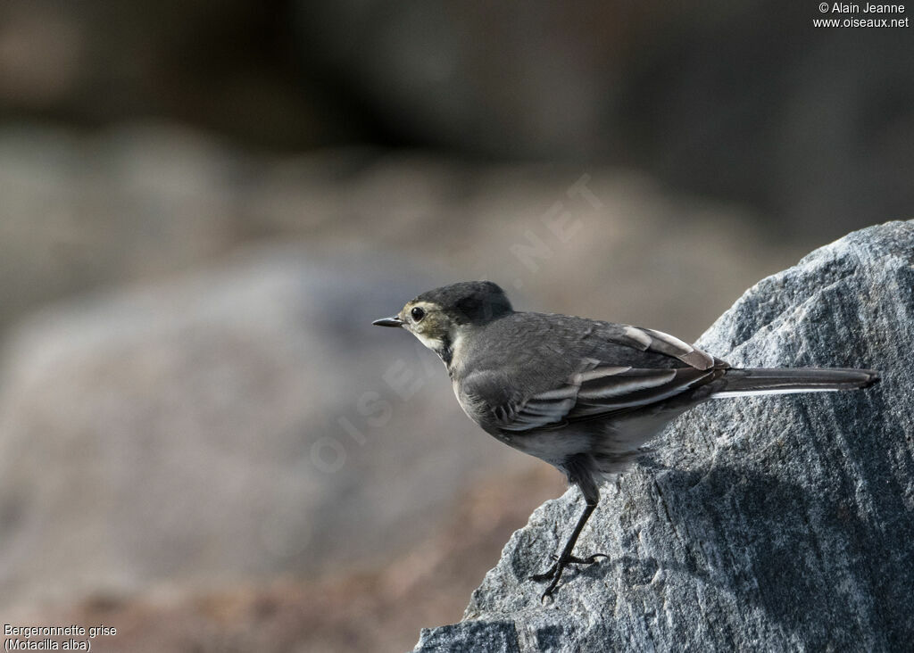 White Wagtailjuvenile