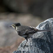 White Wagtail