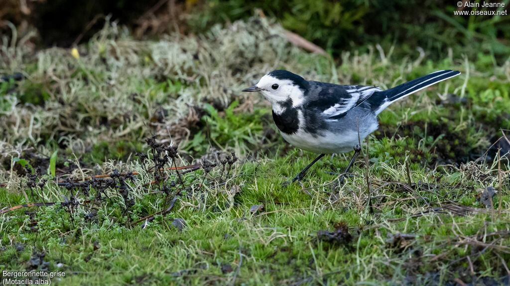 White Wagtail