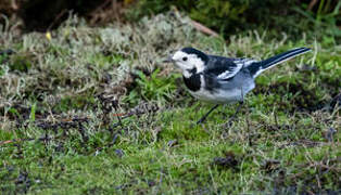 White Wagtail