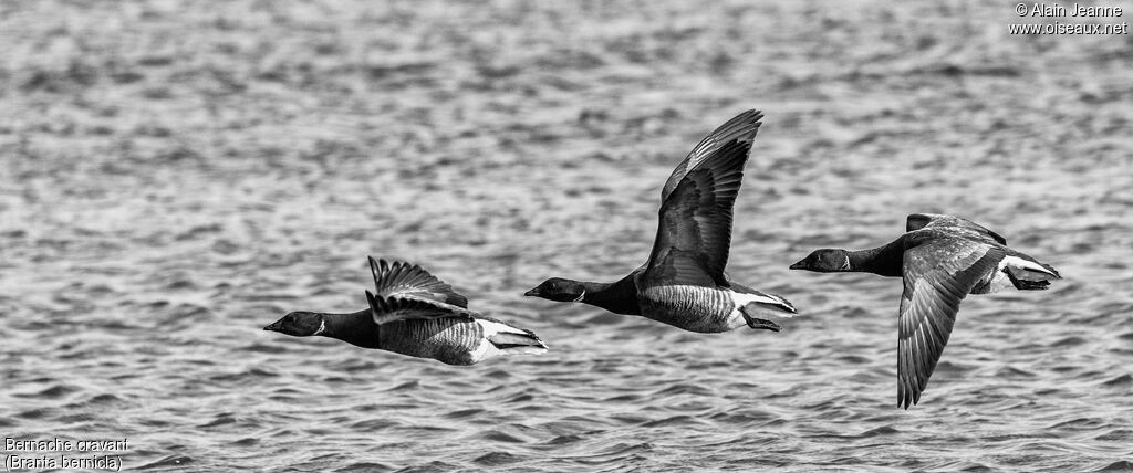 Brant Goose, Flight