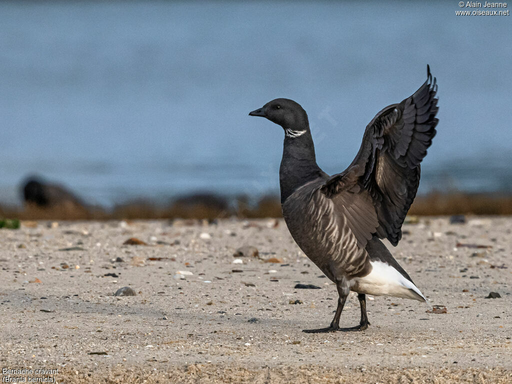 Brant Gooseadult, close-up portrait