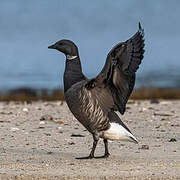 Brant Goose