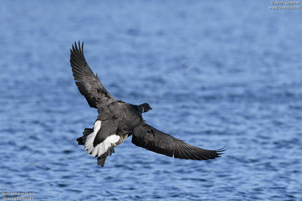 Brant Goose, Flight