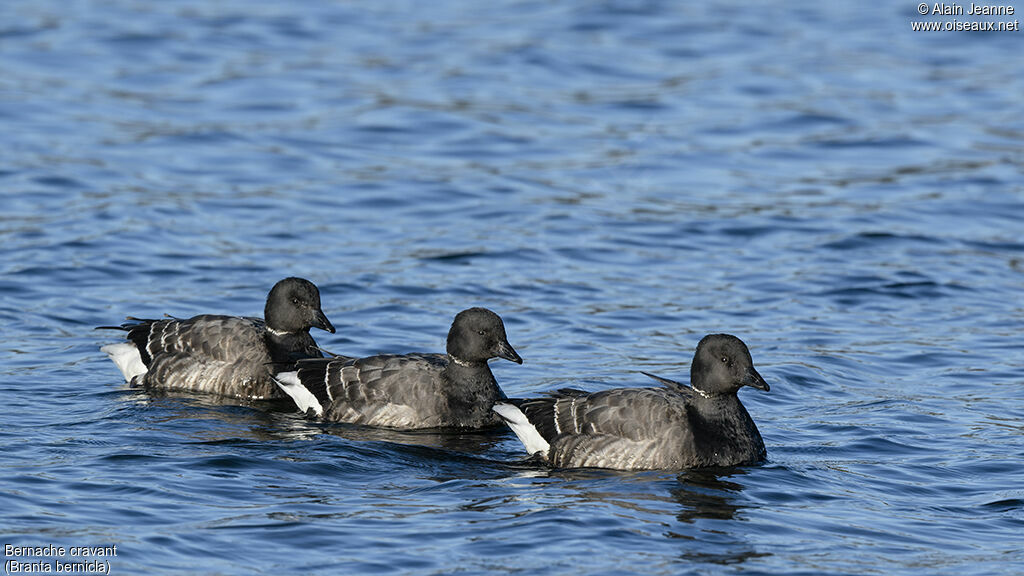 Brant Goose, swimming