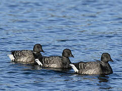 Brant Goose