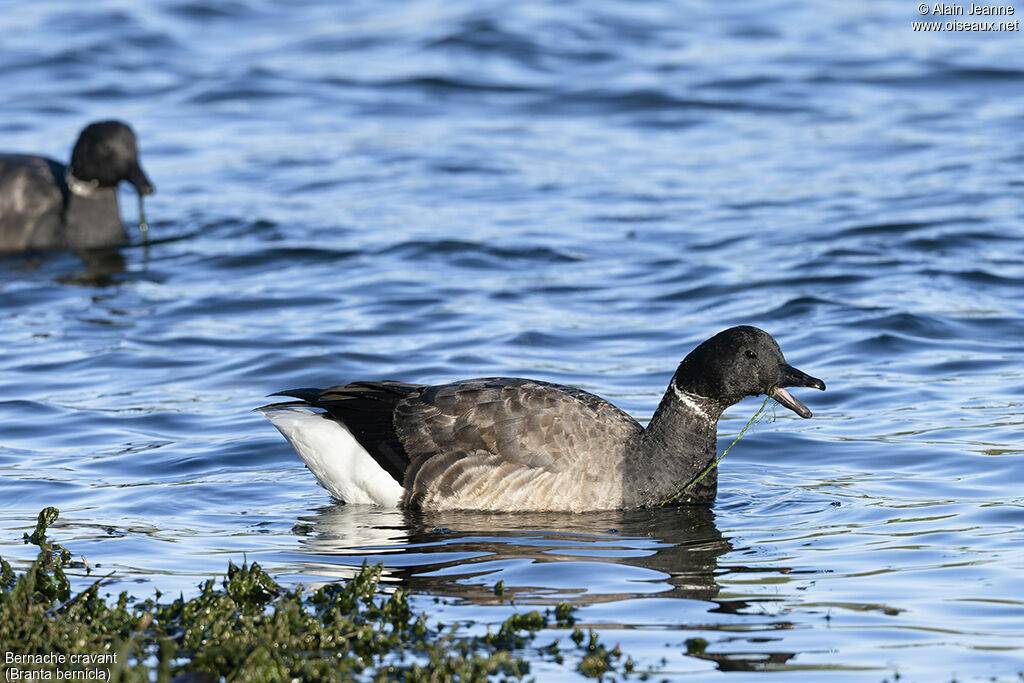 Brant Goose, close-up portrait, swimming, eats