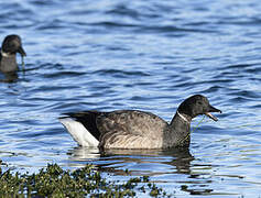 Brant Goose