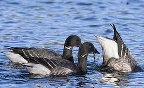 Brant Goose