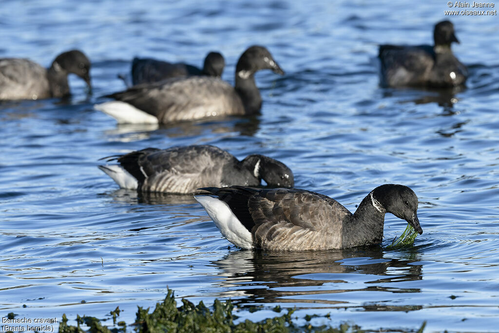 Brant Goose, swimming, eats