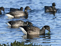 Brant Goose