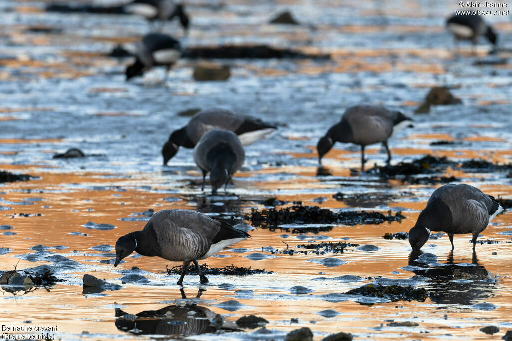 Brant Goose, eats