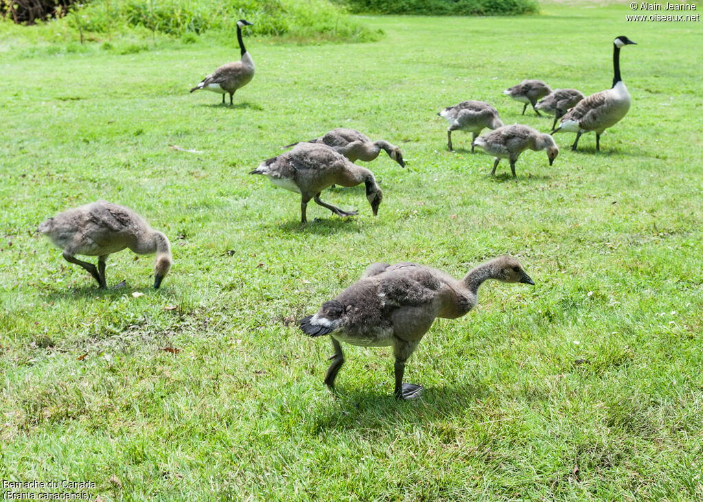 Bernache du Canada, identification, mange