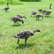 Canada Goose