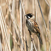 Common Reed Bunting