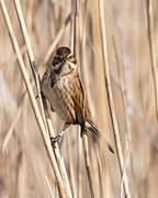 Common Reed Bunting