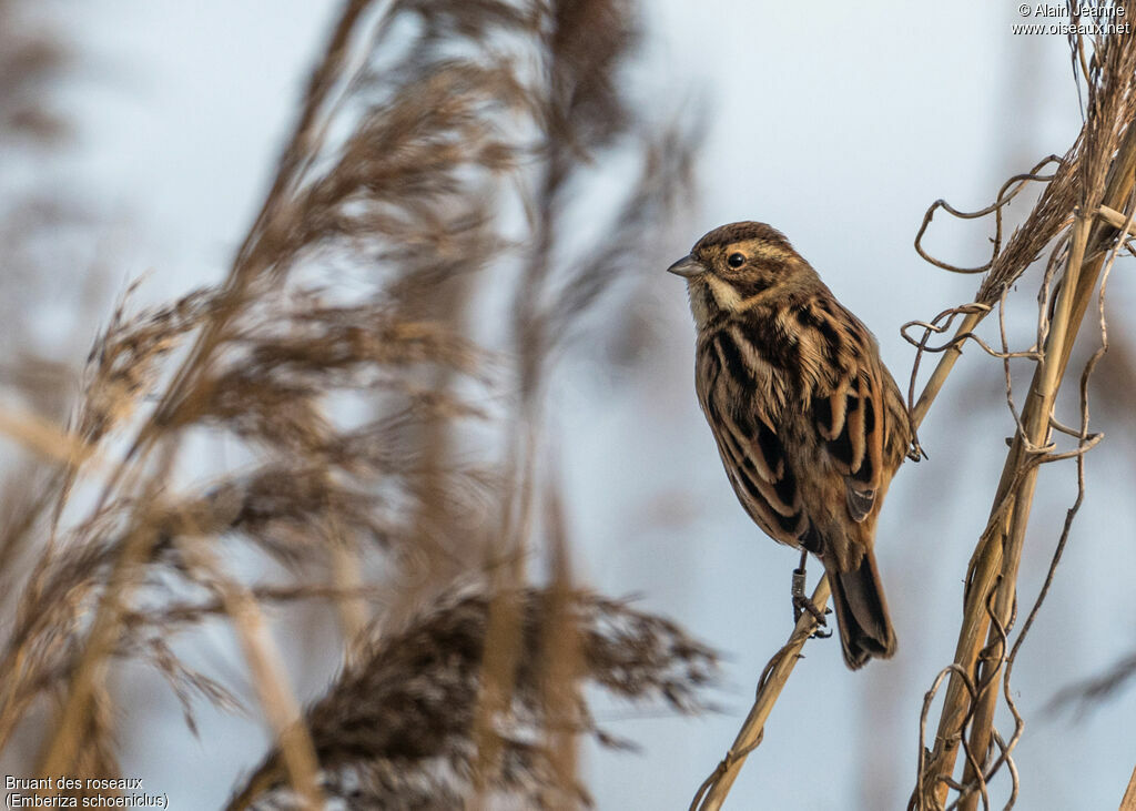 Common Reed Bunting female adult, close-up portrait