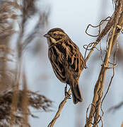 Common Reed Bunting