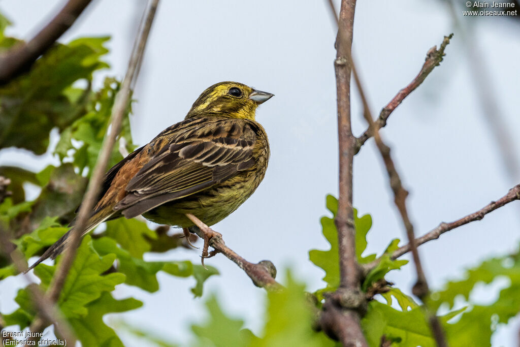 Yellowhammeradult