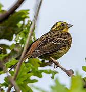 Yellowhammer