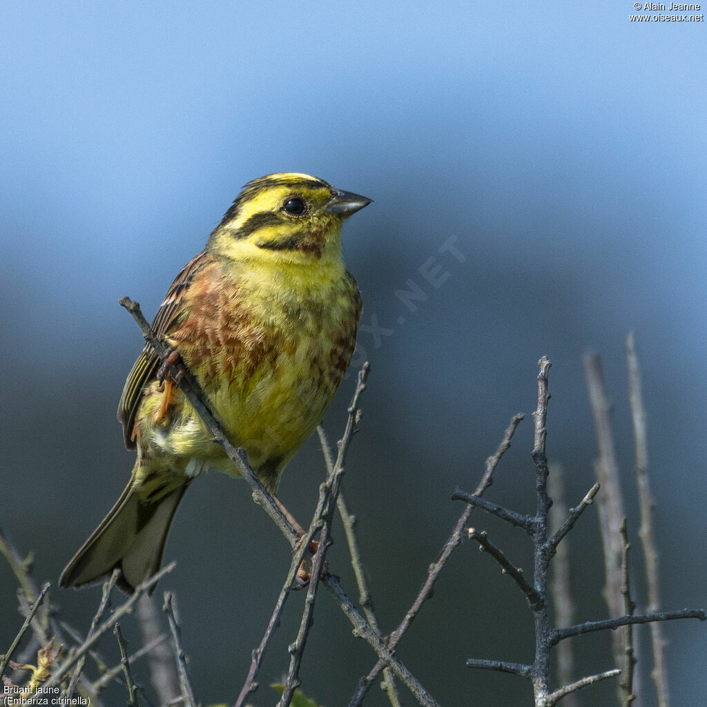 Bruant jaune mâle, portrait