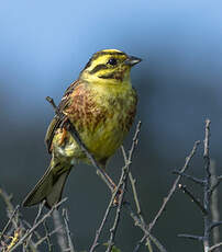 Bruant jaune