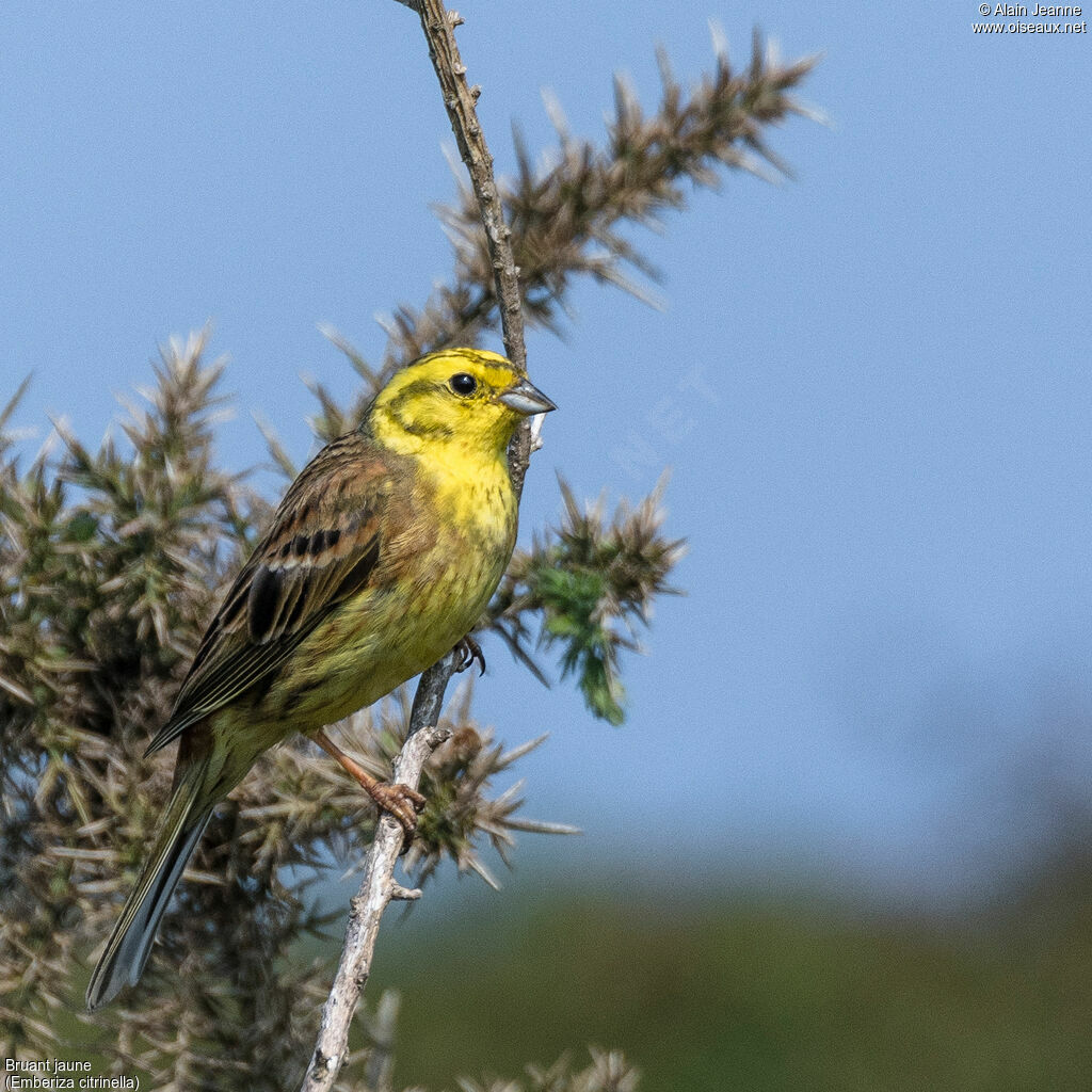 Bruant jaune mâle