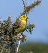 Yellowhammer