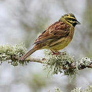 Cirl Bunting