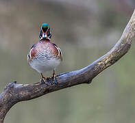 Canard carolin