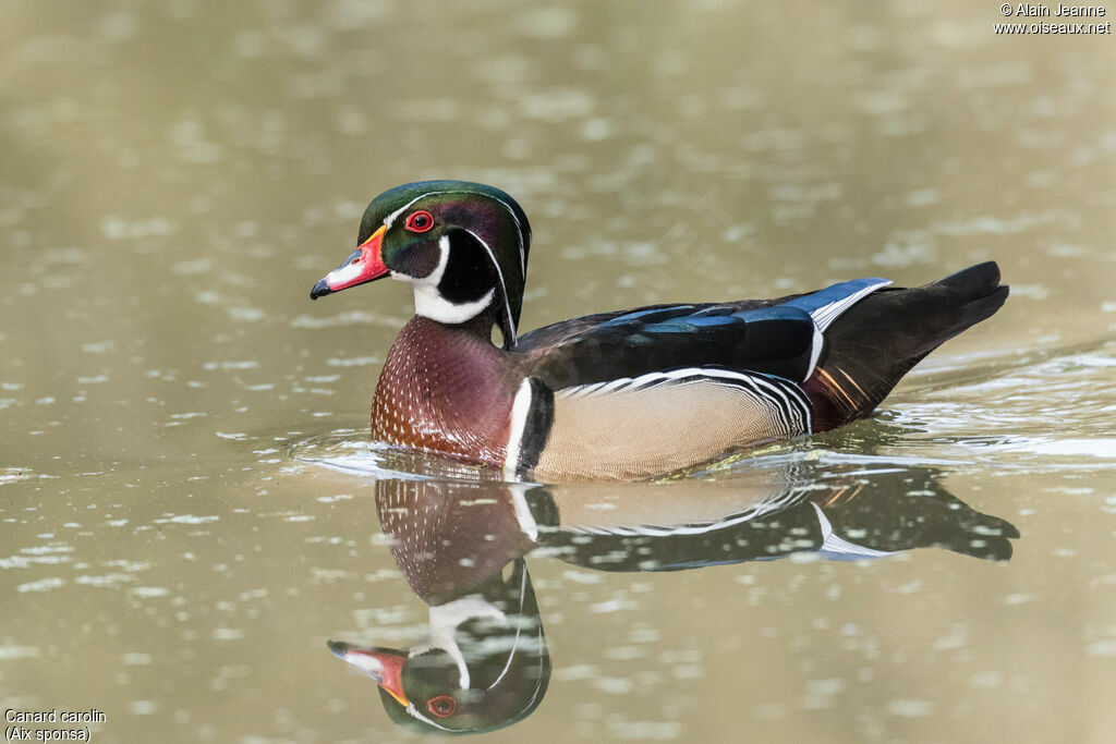 Canard carolin mâle, nage