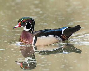 Canard carolin