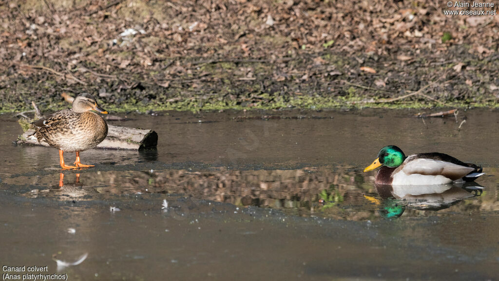 Canard colvertadulte