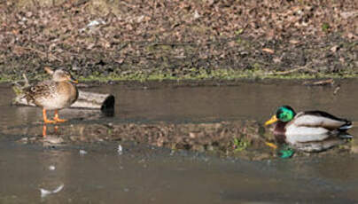 Canard colvert