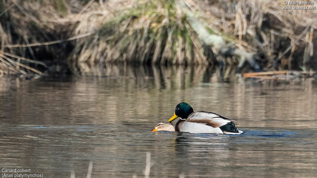 Canard colvertadulte, accouplement.