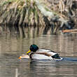 Canard colvert