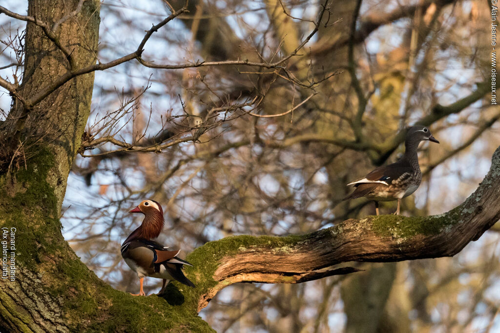 Mandarin Duck, Behaviour