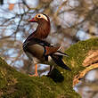 Canard mandarin