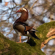 Mandarin Duck