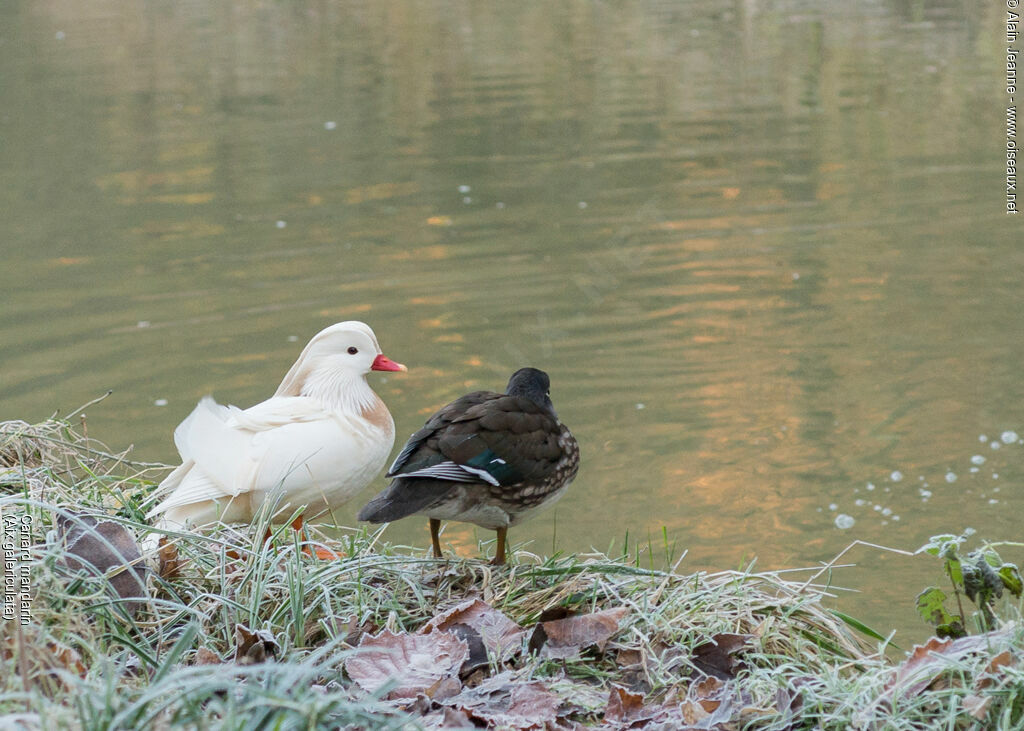 Mandarin Duck