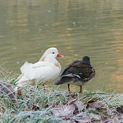 Mandarin Duck