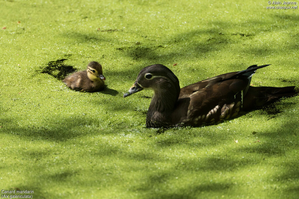 Canard mandarin