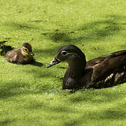 Mandarin Duck